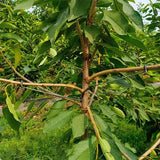 Écarteur de Branches d'Arbres Fruitiers(40pcs)