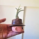 Cadeau de mini jardinière de jardinière de film d'horreur