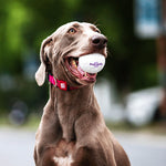 🐶 Boules jouets incassables pour chien 🐶