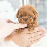 Mon chiot robot réaliste