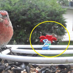 Mangeoire à colibri à chapeau