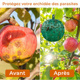 Pièges Collants à Mouches à Fruits Suspendus