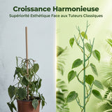 Tuteurs pour Plantes en Forme de Branche
