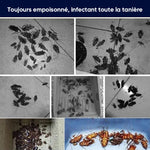 Huile essentielle répulsive contre les cafards sans danger