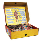 Puzzle d’Anatomie Humaine pour Enfants