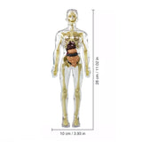 Modèle de torse de corps humain 3D pour squelette de modèle d'anatomie d'enfant