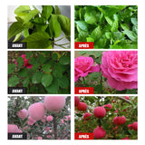 Solution nutritive pratique pour plantes