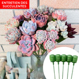 Bouquet Spécial pour Succulentes