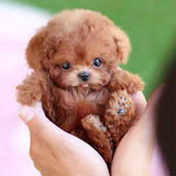 Mon chiot robot réaliste