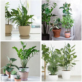 Tuteurs pour Plantes en Forme de Branche