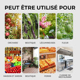 Pièges Collants à Mouches à Fruits Suspendus