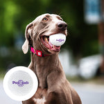 🐶 Boules jouets incassables pour chien 🐶