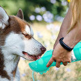 Bouteille d'eau portable pour chien