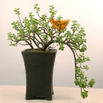 Ampoules en verre pour plantes auto-arrosantes