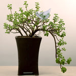 Ampoules en verre pour plantes auto-arrosantes