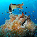 Jeu de leurres de natation bioniques