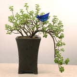 Ampoules en verre pour plantes auto-arrosantes