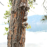 Décoration Extérieure de Visage d'Arbre
