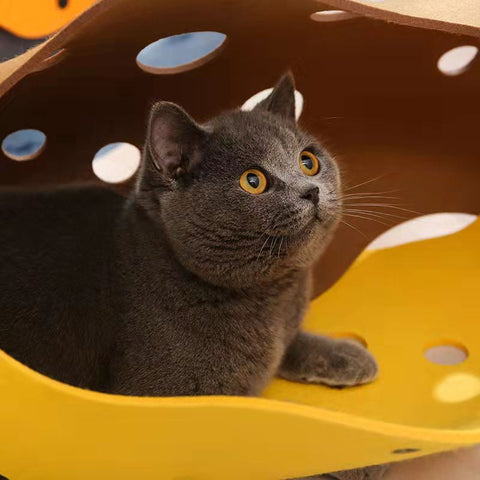 Tunnel de chat