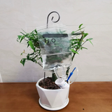 Sacs goutte à goutte pour plantes - irrigation goutte à goutte des plantes