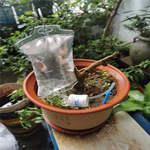 Sacs goutte à goutte pour plantes - irrigation goutte à goutte des plantes