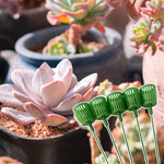 Bouquet Spécial pour Succulentes