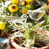 Ampoules en verre pour plantes auto-arrosantes