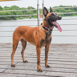 Collier de chien en nylon réfléchissant