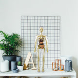 Modèle de torse de corps humain 3D pour squelette de modèle d'anatomie d'enfant