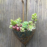 Planter Une Jardinière de Poche en Forme de Cœur Succulent