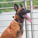 Collier de chien en nylon réfléchissant