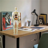 Modèle de torse de corps humain 3D pour squelette de modèle d'anatomie d'enfant