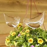 Ampoules en verre pour plantes auto-arrosantes