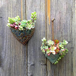 Planter Une Jardinière de Poche en Forme de Cœur Succulent