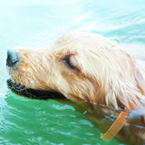 collier anti-insectes pour animaux de compagnie