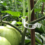 Anneau en plastique pour maintenir les plantes