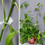 Clip Mural pour Plantes Grimpantes (30 pièces)