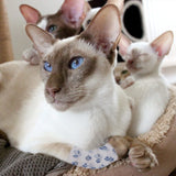 Ruban adhésif pour animaux de compagnie