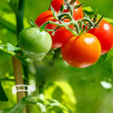 Clips de support pour plantes