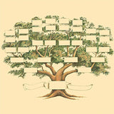 Diagramme de Généalogie de L'arbre Généalogique