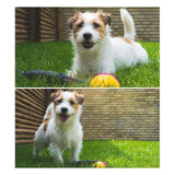 Castor Beaver Ball Electric Pour Chien - ciaovie