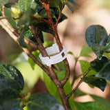 Anneau en plastique pour maintenir les plantes