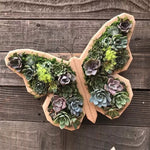 Arrangement de Jardin d'Animaux Succulents