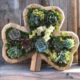 Arrangement de Jardin d'Animaux Succulents