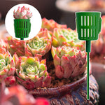 Bouquet Spécial pour Succulentes