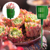 Bouquet Spécial pour Succulentes