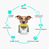 Jouet de bâton molaire amusant pour animaux de compagnie